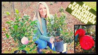 How To Grow Camellias  Camellia Japonica vs Sasanqua [upl. by Bondy]