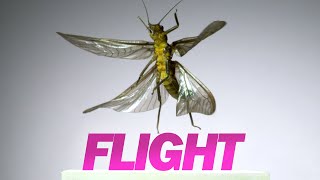 Insect Flight  Capturing Takeoff amp Flying at 3200 FPS [upl. by Nylessej961]