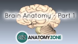 Basic Parts of the Brain  Part 1  3D Anatomy Tutorial [upl. by Thorlay631]