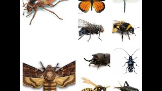 Insect Sounds Compilation 19 insects [upl. by Ardeen]