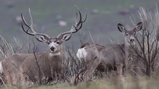 Giant Mule Deer Bucks on Antelope Island Utah [upl. by Nnaassilem667]