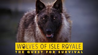 Wolves of Isle Royale The Quest for Survival [upl. by Paik977]