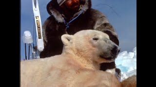 Polar Bear Bowhunt in Northwest Territories [upl. by Kachine619]