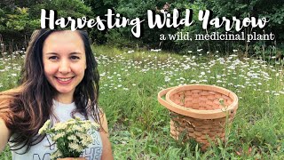 How to Harvest Wild Medicinal Yarrow  Wild Edible Plants [upl. by Herries]