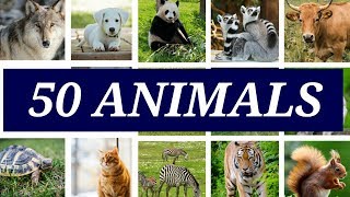 50 Animals Name in English [upl. by Lairea]