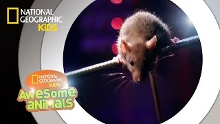 Rat Genius  Awesome Animals [upl. by Laurens]