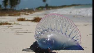 Facts The Portuguese Man of War [upl. by Ahsiugal348]