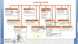 Pharmacology 899 a Anti Malarial Drugs Classification Chloroquine Primaquine Treatment Quinine [upl. by Ailla]