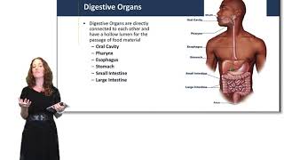 Introduction to the Digestive System [upl. by Judus]