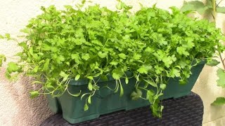 Faire pousser de la coriandre  Growing coriander cilantro ENG SUB [upl. by Sivek]