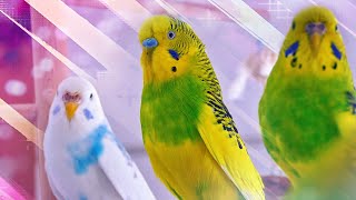 3 Hour Sounds of Budgies for Lonely Birds [upl. by Tehcac]