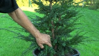 Gartenbonsai Taxus baccata Eibe Grundgestaltung [upl. by Onateyac]