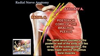 Radial Nerve Anatomy  Everything You Need To Know  Dr Nabil Ebraheim [upl. by Braden855]