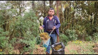 Buscando adorno Navideño en el monte musgo  con la familia [upl. by Tiga357]