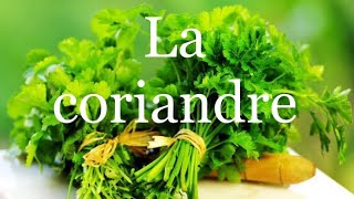 LA CORIANDRE 🌱 comment la semer cultiver et récolter [upl. by Ollecram]