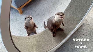 ぽっちゃりカワウソがキャットホイールに初挑戦した結果・・！ Otters Try to Conquer the Cat Exercise Wheel [upl. by Dobrinsky]