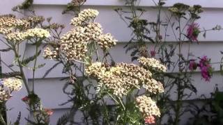 How We Deadhead Yarrow the Quick Way [upl. by Blase]