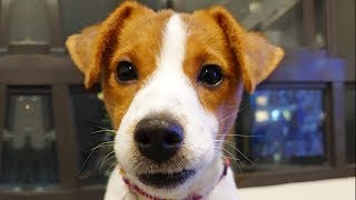 Ultimate Jack Russell Terrier Videos NEW [upl. by Analad]