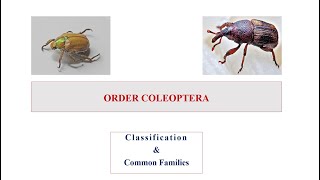 Order Coleoptera [upl. by Zosi279]