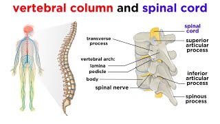 The Central Nervous System The Brain and Spinal Cord [upl. by Udelle]