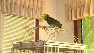 Concerned UPS Driver Calls 911 After Parrot Cries ‘Help Me’ [upl. by Airelav]