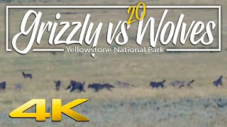 Grizzly Bear vs 20 wolves  Yellowstone National Park [upl. by Bang]