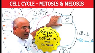 Cell Cycle and Genes  Mitosis amp Meiosis [upl. by Robinia]