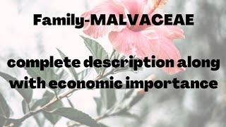 Malvaceae family [upl. by Daveta784]