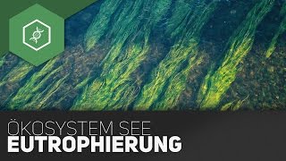 Ökosystem See  Eutrophierung [upl. by Uv]