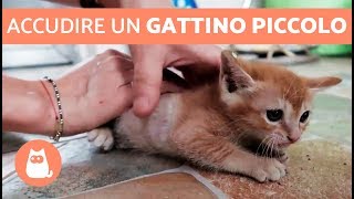 Accudire un GATTINO PICCOLO [upl. by Etaner]