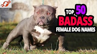 🐕 TOP 50 Badass Dog Names For Female [upl. by Bron668]