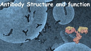 Antibody structure and function [upl. by Abdel]