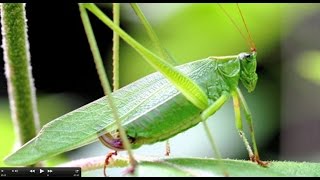 Understanding Insect Sounds Natures Orchestra [upl. by Griffiths3]