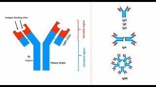 Antibodies Structures types and functions [upl. by Fendig]