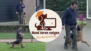 Hond leren volgen [upl. by Shore135]