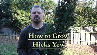 How to grow Hicks Yew Upright Narrow Evergreen Conifer [upl. by Anerbas]