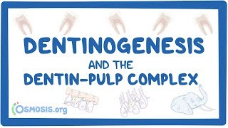 Dentinogenesis and the dentinpulp complex [upl. by Rollins]