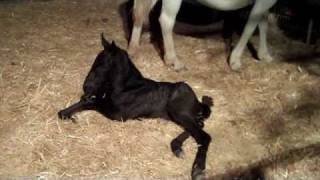 Birth of Tenaya Lipizzaner Filly [upl. by Deidre]