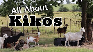 All About Kiko Goats  Goats for Your Farm  Goat Video [upl. by Chuah344]