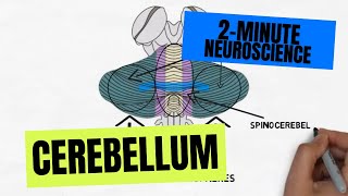 2Minute Neuroscience Cerebellum [upl. by Klepac]