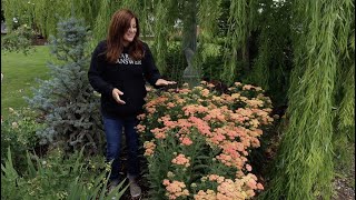 Yarrow in Full Bloom Firefly Peach Sky 🌿 [upl. by Negeam351]