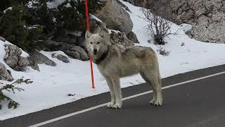 Yellowstone National Park Epic Wolf Encounter [upl. by Attener190]