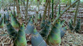 How to Grow Bamboo to Harvest Fast Bamboo Shoots  Easy and Effective  Agriculture Technology [upl. by Cristin]