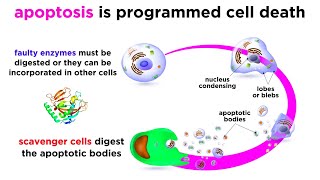 Apoptosis Programmed Cell Death [upl. by Betteanne]