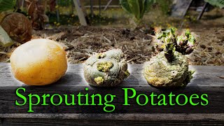 Sprouting Potatoes  Garden Quickie Episode 10 [upl. by Goodyear]