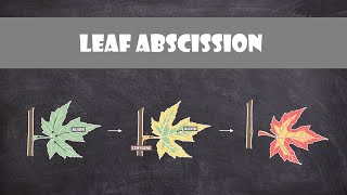 Leaf Abscission  Plant Biology [upl. by Lraep]