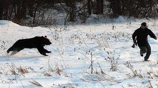 9 Real Bear Attacks on Human Caught on camera [upl. by Gracia]