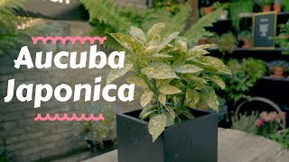 Aucuba Japonica  Top Outdoor Plants 💫 [upl. by Hgielhsa]