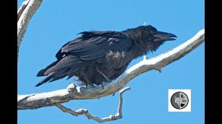 Différence du cri de la Corneille et du CorbeauCall of American Crow and Common Raven [upl. by Aihsa]