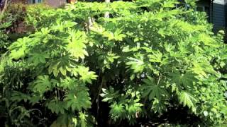 Fatsia japonica  Japanese Aralia [upl. by Oniskey]